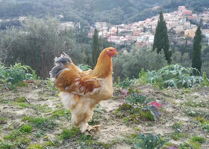 Polikseni House Agios Gordios (Corfu)